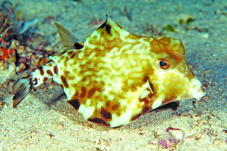 Poisson à la forme unique évoluant dans un habitat sous-marin riche en couleurs.