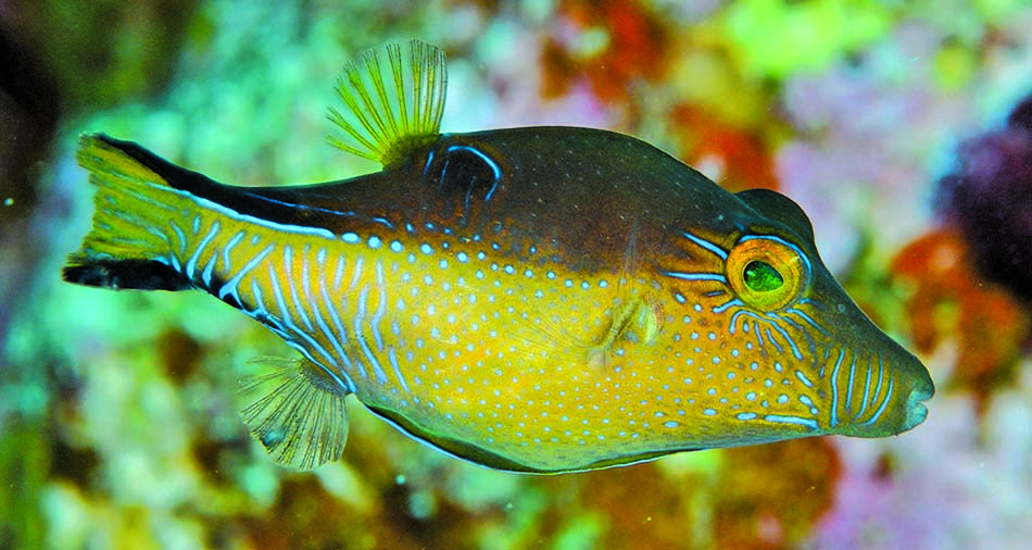 Un poisson-coffre coloré évolue dans un récif corallien vibrant de vie sous-marine.