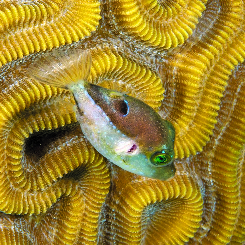 Un poisson coloré évolue parmi les coraux vibrants d'un récif sous-marin.