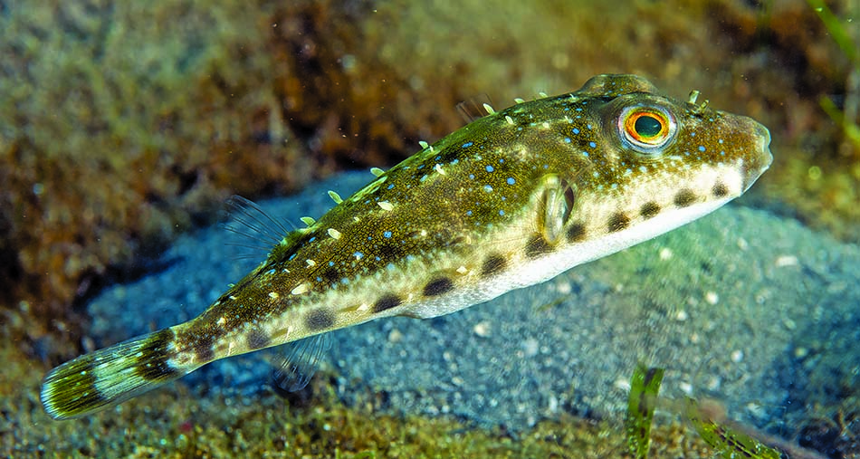 Poisson-globe coloré nageant parmi les algues, emblématique de la biodiversité sous-marine.