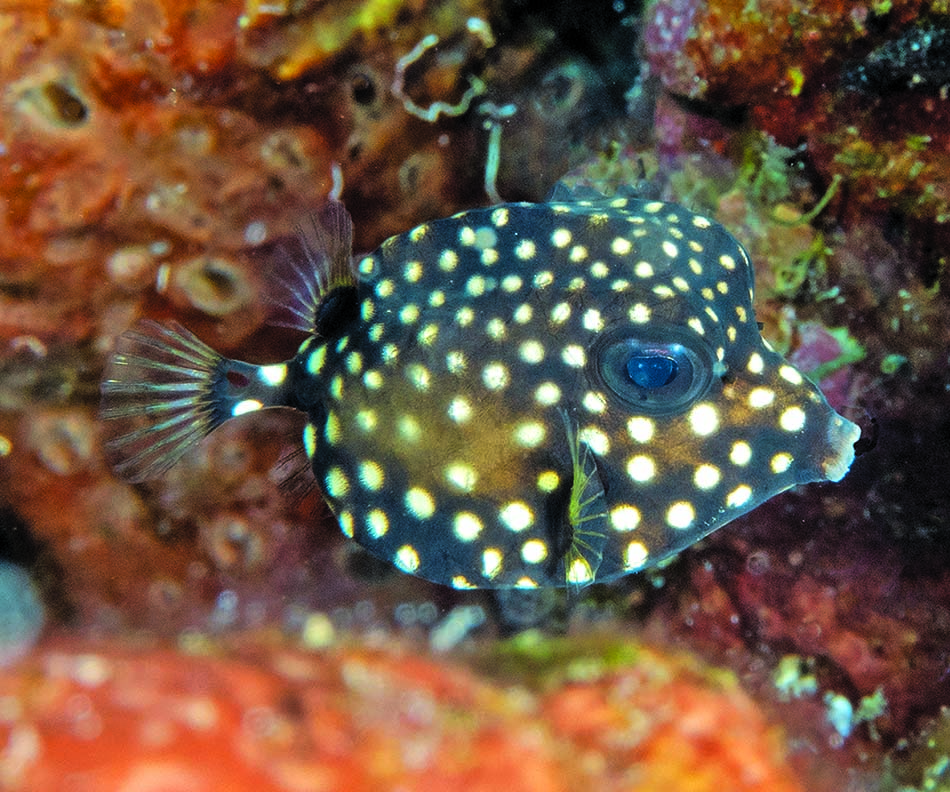 Poisson tropical aux motifs distinctifs, emblématique des récifs coralliens en plongée sous-marine.