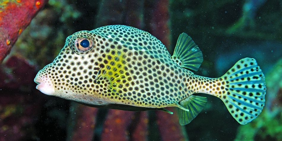 Poisson coloré aux motifs uniques, idéal pour enrichir l'expérience de plongée sous-marine.