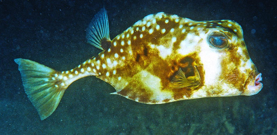 Poisson sculpin aux couleurs vives évoluant dans un habitat sous-marin fascinant.