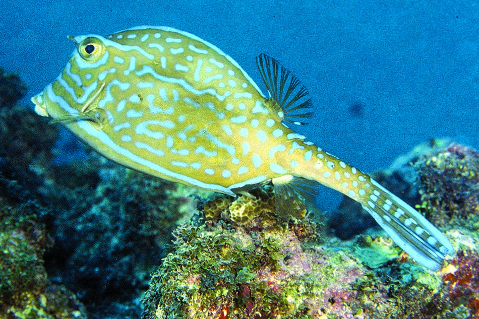 Poisson sculpteur aux motifs uniques évoluant parmi les coraux colorés de l'océan.