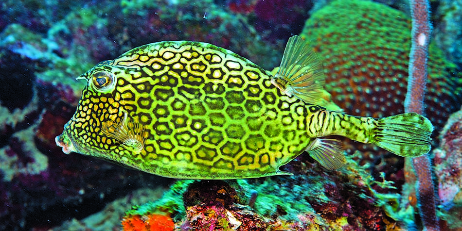 Poisson à motifs hexagonaux vibrant, typique des récifs coralliens, fascinant pour les plongeurs.