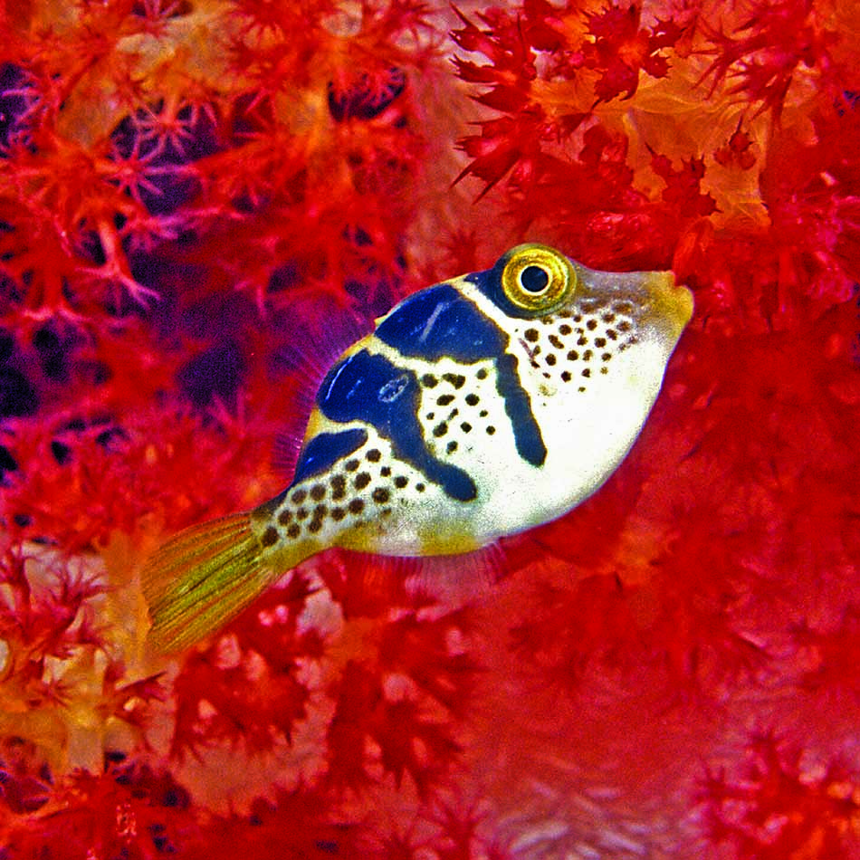 Un poisson coloré évolue parmi des coraux rouges vibrants, illustrant la beauté du monde sous-marin.