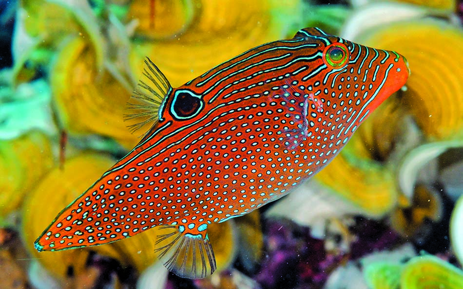 Poisson coloré aux motifs vibrants, idéal pour les plongeurs explorant les récifs coralliens.