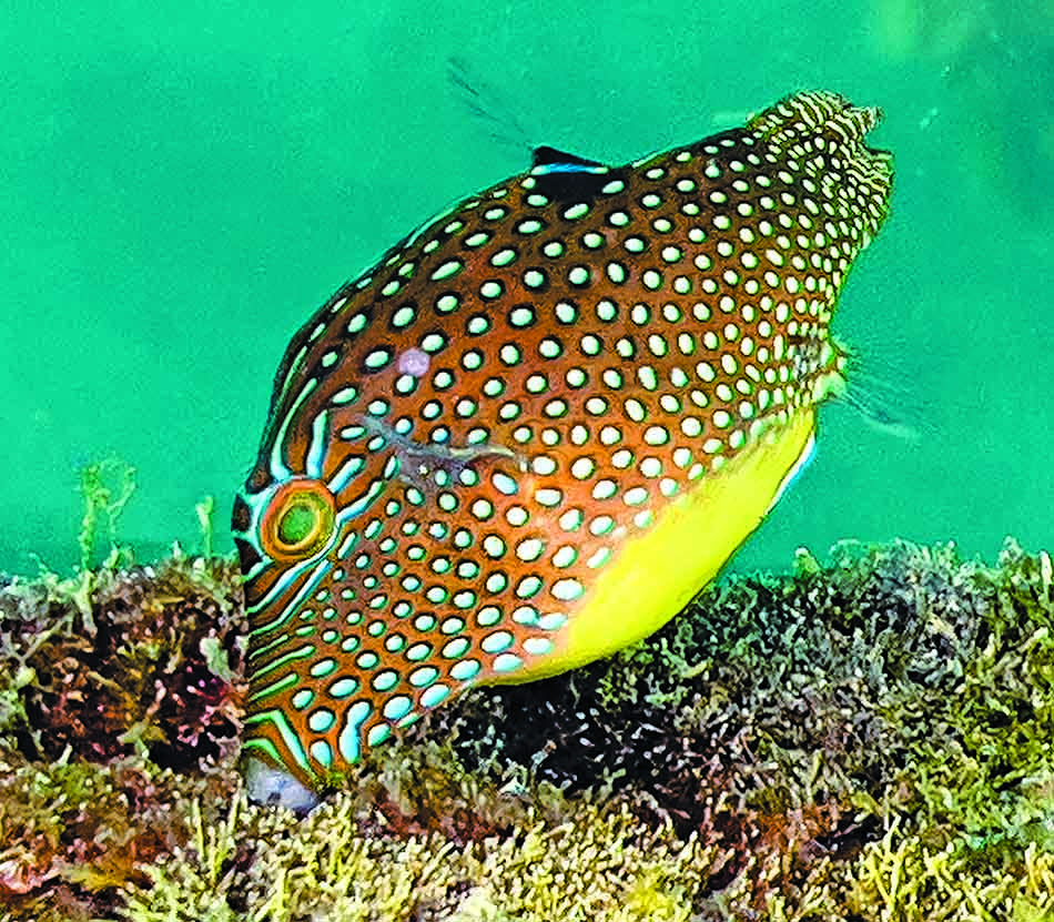 Poisson coloré aux motifs uniques évoluant parmi les coraux dans un environnement sous-marin vibrant.