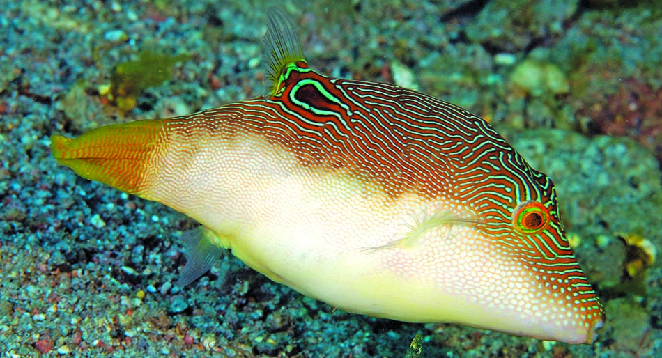 Poisson-globe coloré, emblématique des récifs coralliens, captivant les plongeurs sous-marins.