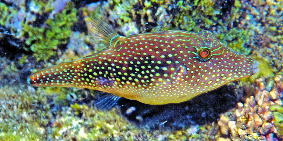 Un poisson perroquet coloré évoluant parmi les coraux d'un récif sous-marin vibrant.