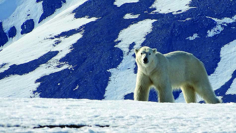 Ours polaire sur un fond montagneux, symbole de la biodiversité des régions arctiques et maritimes.