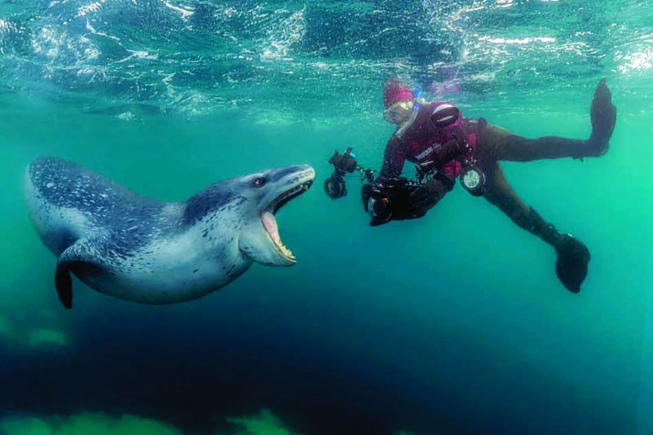 Un plongeur rencontre un phoque curieux dans les eaux cristallines, illustrant la richesse de la vie marine.