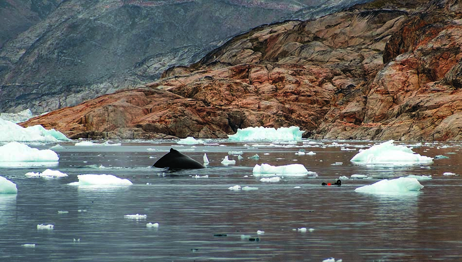 Une nageoire de baleine émerge au milieu des icebergs dans des eaux cristallines.