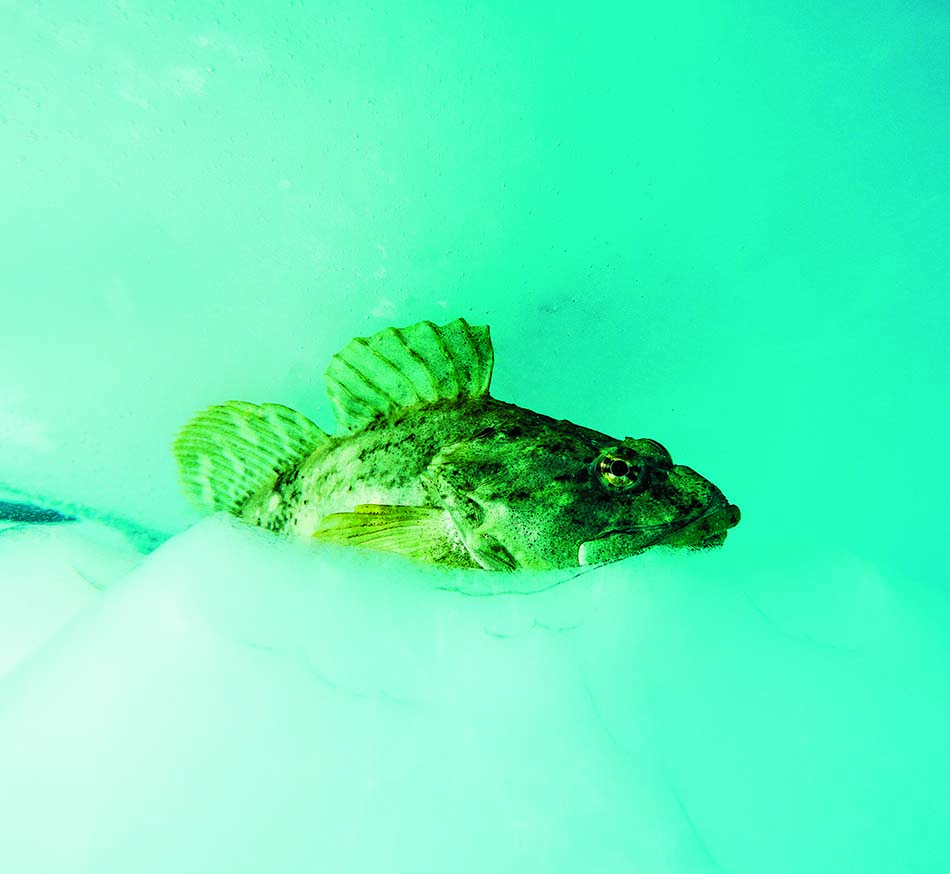 Un poisson se repose sous la glace, révélant la beauté du monde sous-marin.