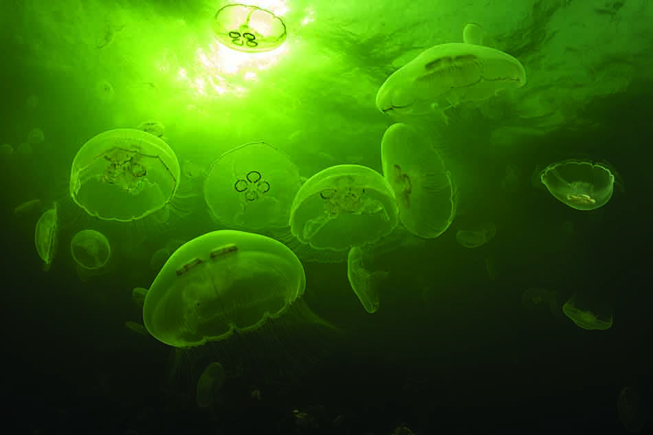 Des méduses bioluminescentes flottent majestueusement dans les profondeurs marines, créant un spectacle fascinant.