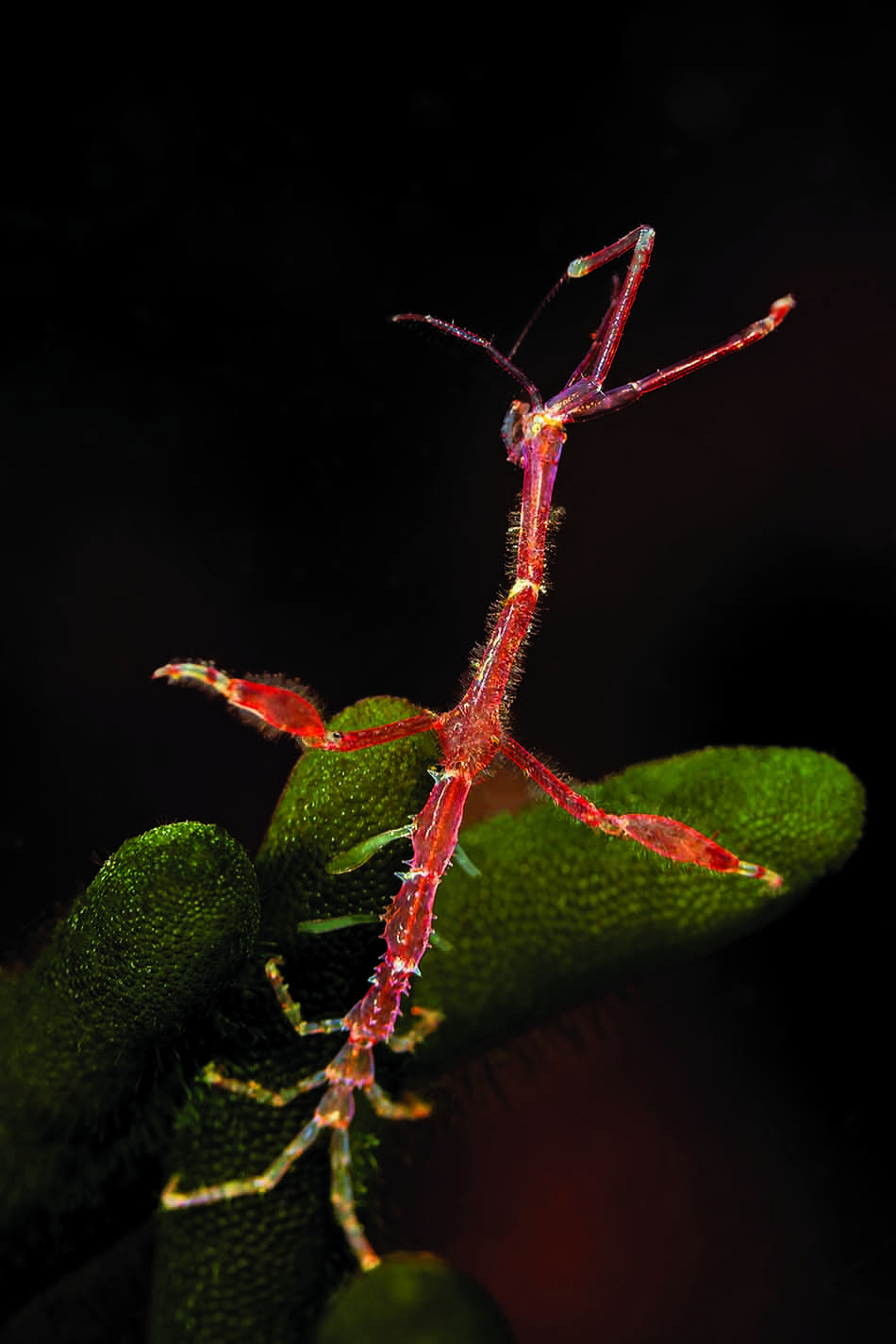 Un fascinant insecte marin, le phyllie, se camoufle parmi les coraux colorés.