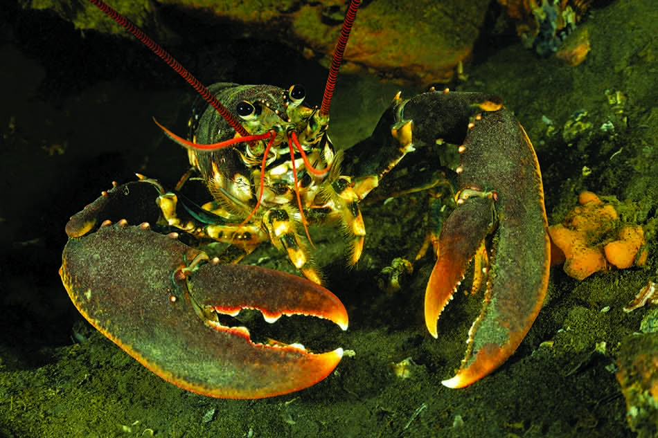 Homard majestueux évoluant dans un habitat sous-marin riche en biodiversité marine.
