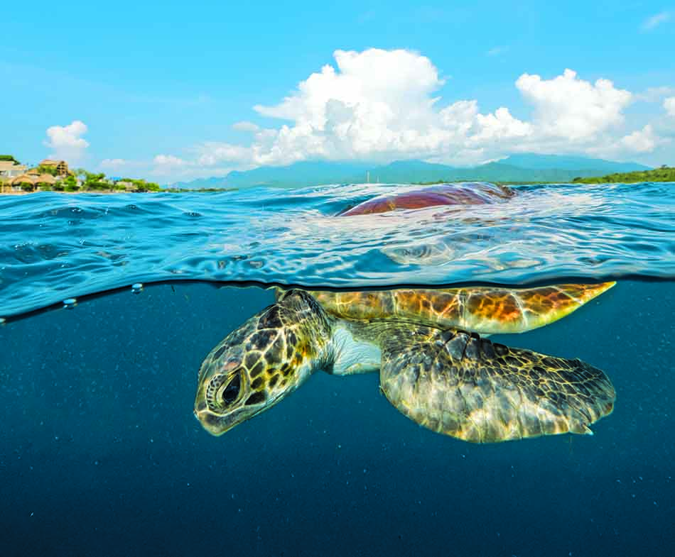 Une tortue de mer nage paisiblement à la surface, dans un environnement sous-marin vibrant.