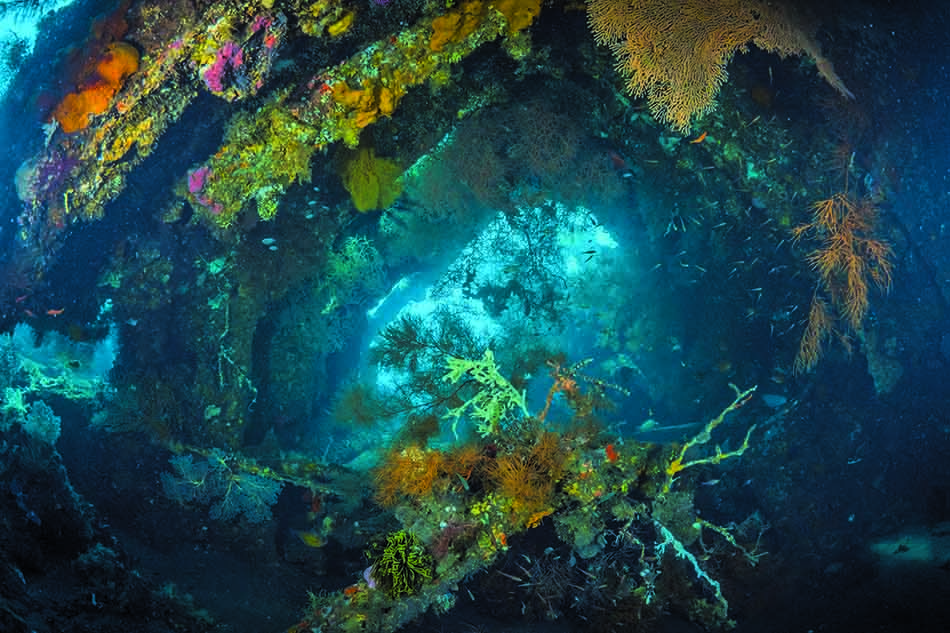 Un paysage sous-marin coloré révèle la biodiversité des récifs coralliens et épaves maritimes.