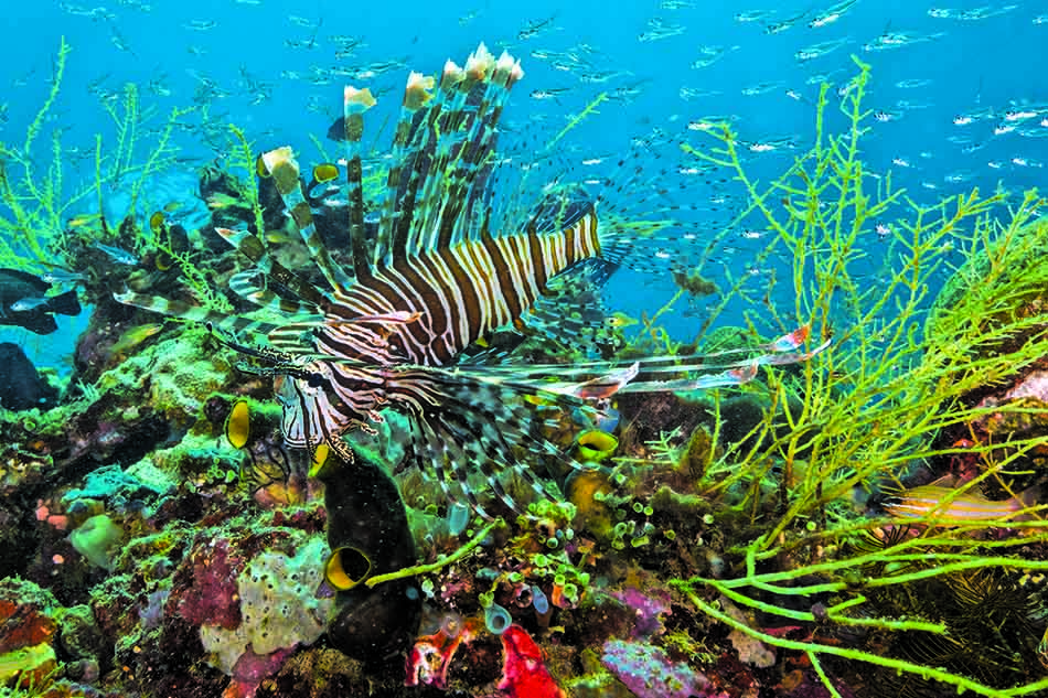 Un poisson-lion majestueux évolue parmi les coraux colorés d'un récif sous-marin.