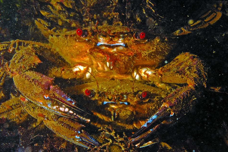 Crabe aux yeux rouges évoluant dans un habitat sous-marin riche en biodiversité.