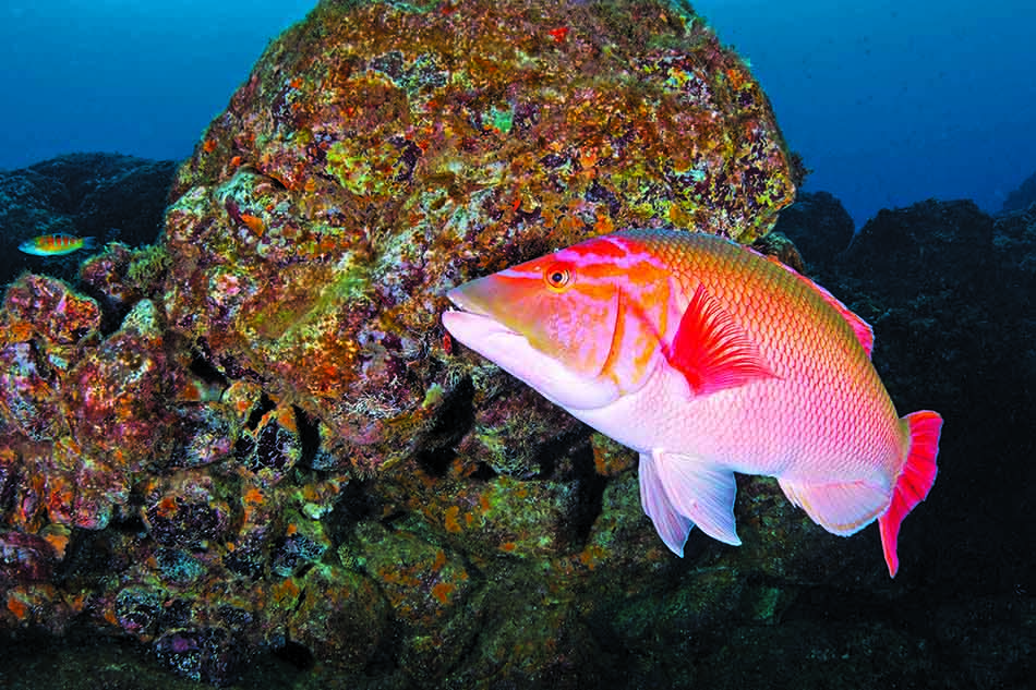 Un poisson coloré nage près d'un récif corallien vibrant, illustrant la biodiversité marine.