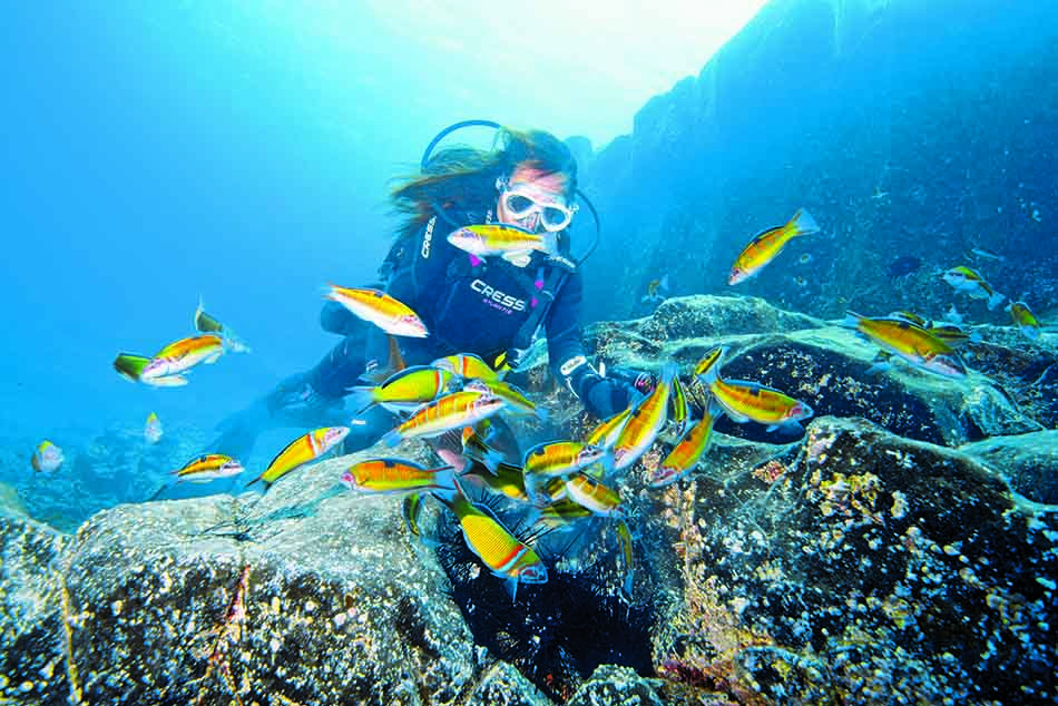 Plongée sous-marine avec un nageur entouré de poissons colorés dans un paysage océanique.