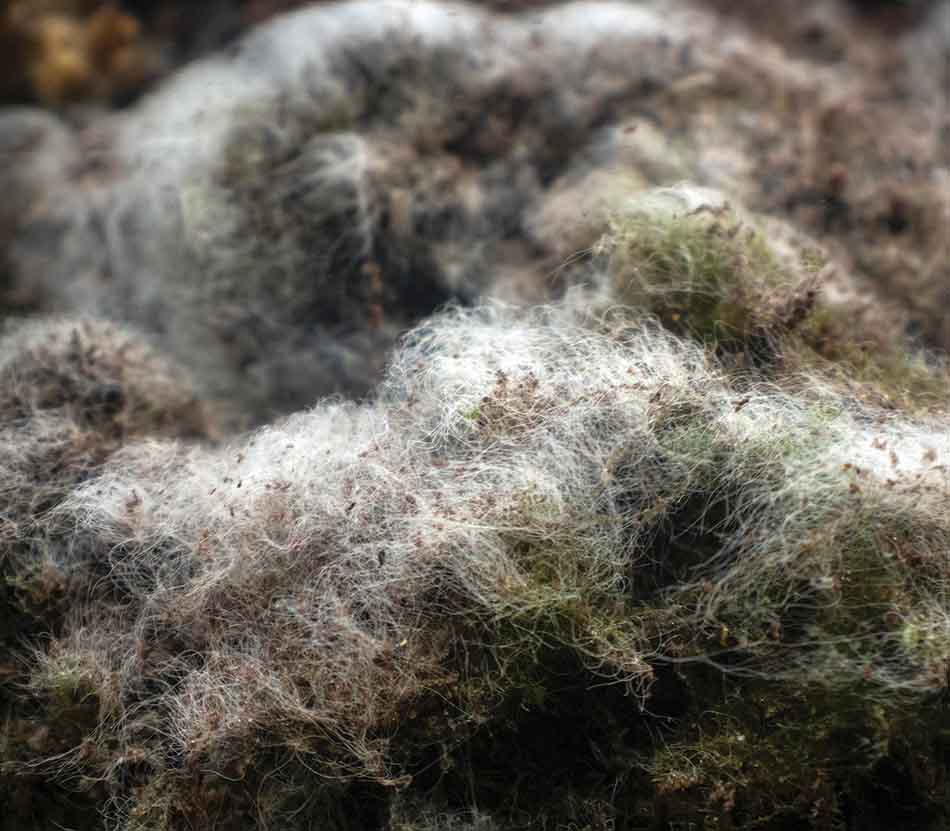 Écosystème sous-marin avec une texture de filaments et algues, essentiel à la biodiversité marine.