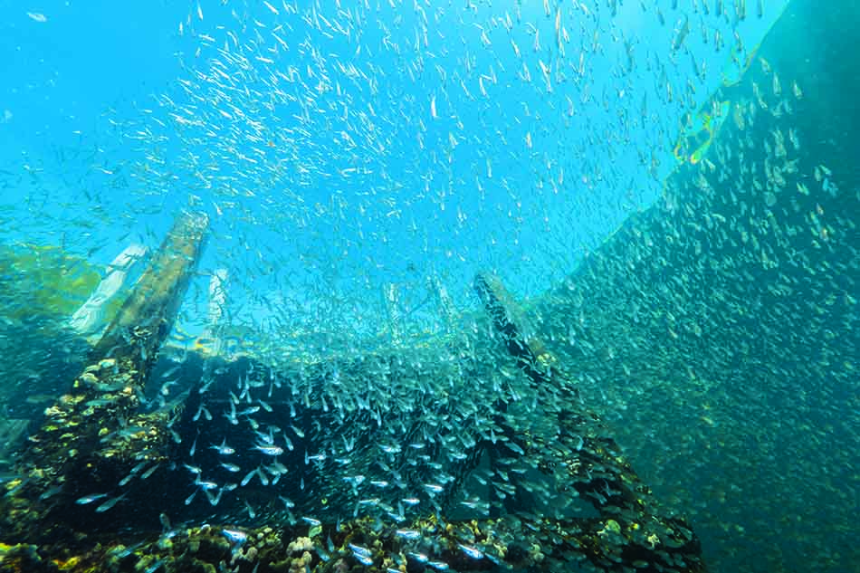 Un banc de poissons évolue autour d'une épave sous-marine, révélant la richesse de la biodiversité marine.