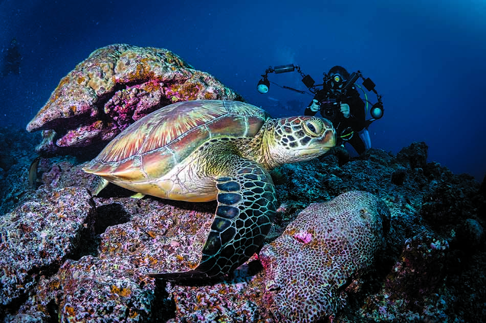 Une tortue marine nage paisiblement parmi les coraux, tandis qu'un plongeur capture ce moment unique.