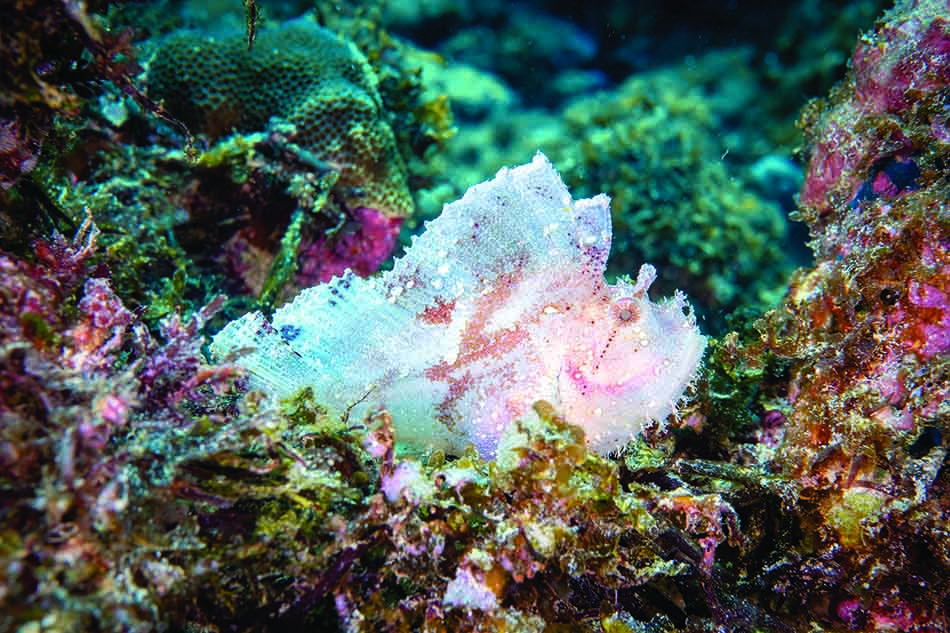 Un fascinant poisson-lune se camoufle parmi les coraux colorés d'un récif sous-marin.