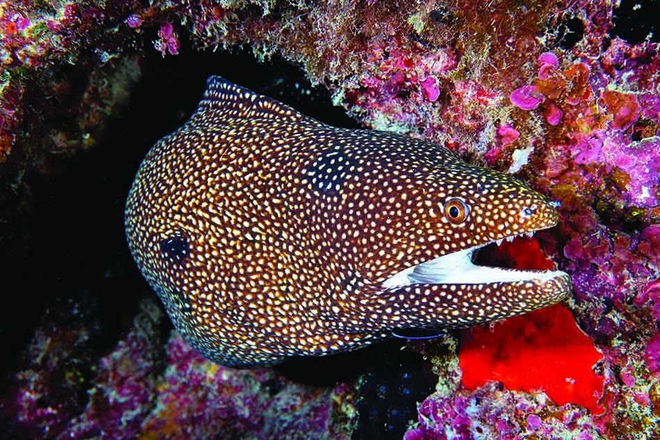 Une murène colorée se cache parmi les coraux vibrants, typiques des récifs sous-marins.