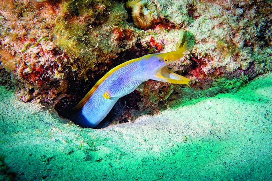 Une murène colorée émerge de son trou, ajoutant de la vie aux fonds marins.