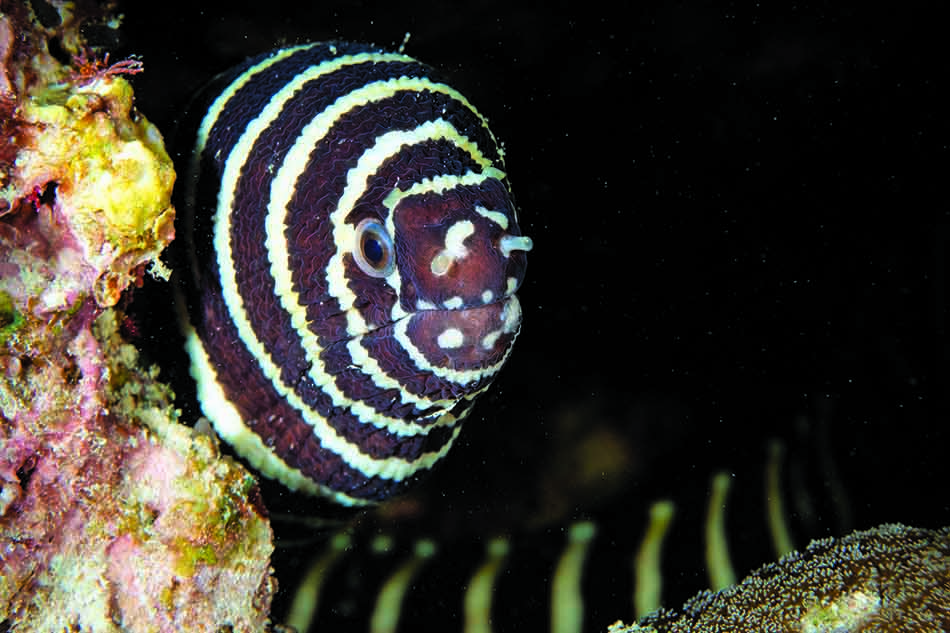 Un poisson à rayures noires et blanches émerge d'un récif corallien dans un décor sous-marin fascinant.