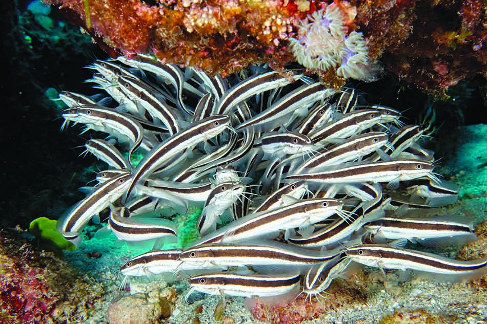Un banc de poissons zèbres évolue dans un récif corallien vibrant de vie sous-marine.