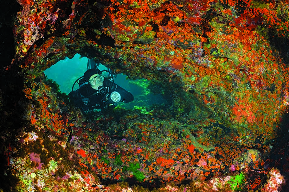 Un plongeur explore un récif vibrant, riche en couleurs et en biodiversité marine.