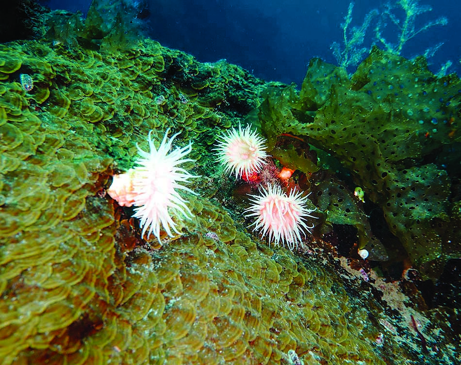 Des anémones colorées se dressent sur un fond marin de algues vibrantes, révélant la beauté sous-marine.