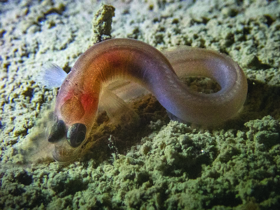 Un poisson transparent serpentant sur le fond marin, révélant la diversité de la vie sous-marine.