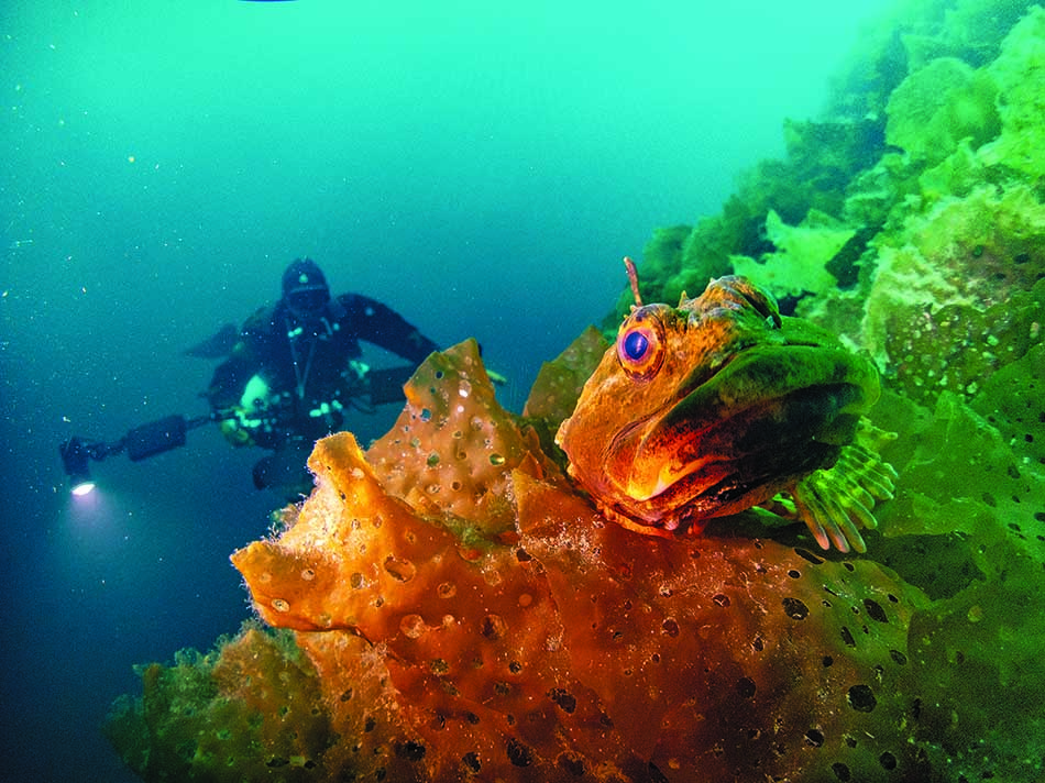 Un plongeur explore la vie marine colorée, mettant en valeur des poissons et des coraux sous-marins.