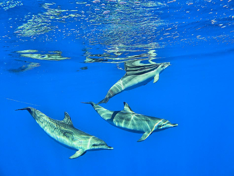 Trois dauphins nagent gracieusement dans les eaux cristallines, révélant la beauté du monde sous-marin.