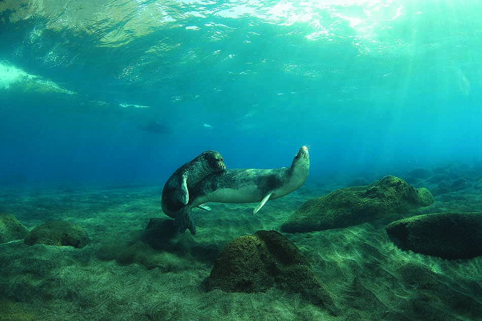 Un phoque nage paisiblement parmi des rochers sous-marins, illustrant la beauté de la plongée.