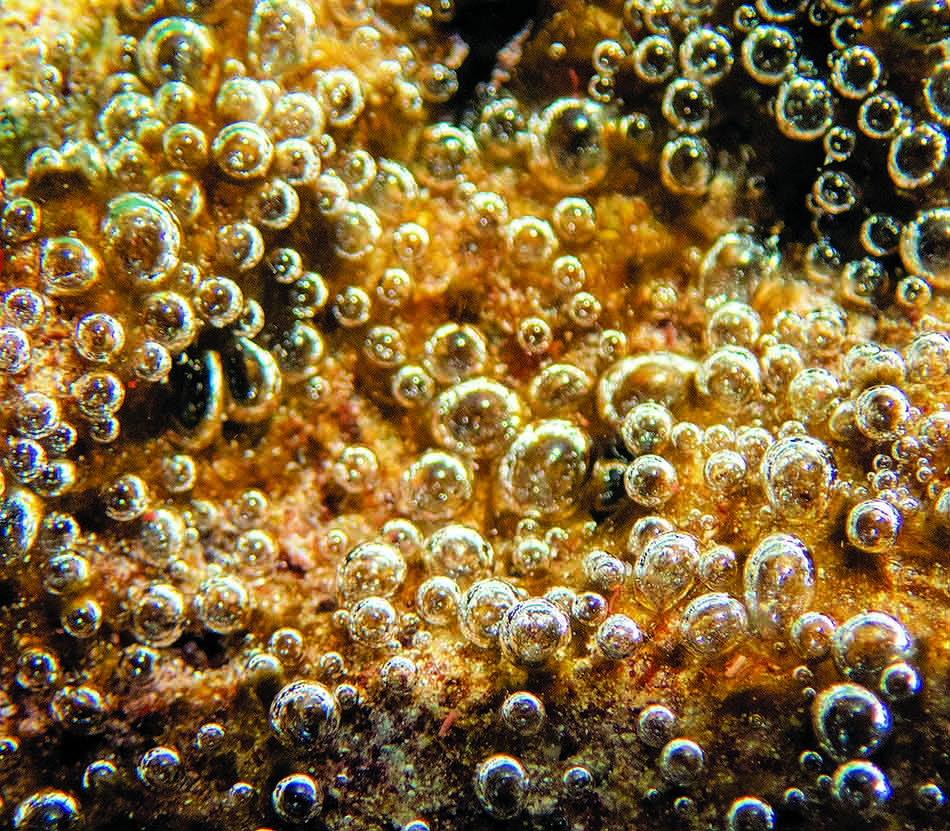 Des bulles d'air émergent d'un fond marin, illustrant la vie sous-marine dynamique.