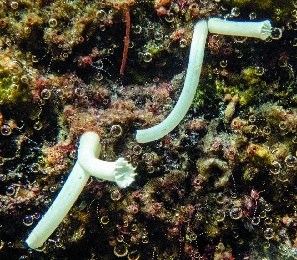 Des coraux blancs se dressent sur un fond marin riche en biodiversité.