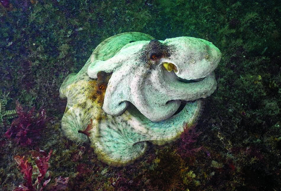 Un poulpe majestueux se camoufle parmi la végétation sous-marine colorée, révélant la beauté de la plongée.