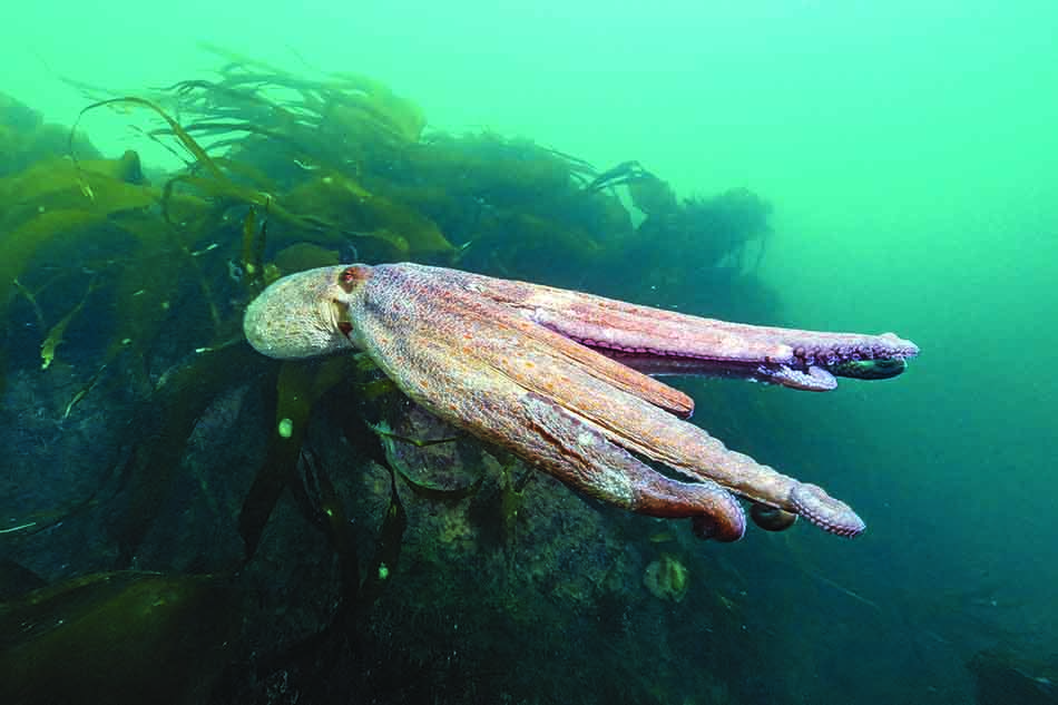 Un poulpe majestueux évolue parmi les algues sous-marines, symbole de la richesse marine.