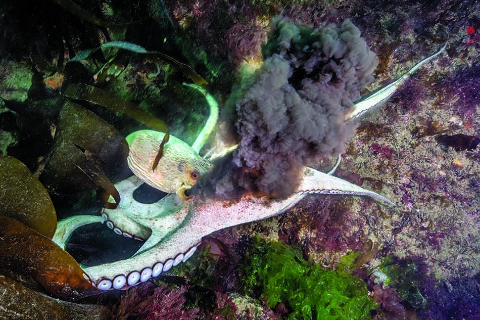 Un poulpe émet un nuage de fumée dans un environnement sous-marin riche en algues.