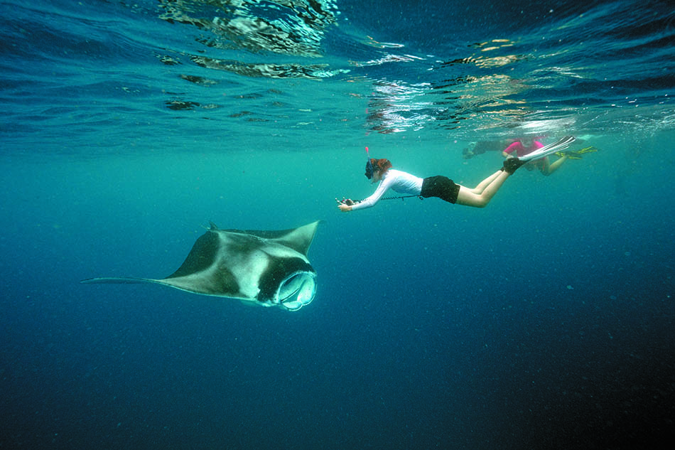 Une plongeuse rencontre une raie manta majestueuse dans des eaux cristallines.