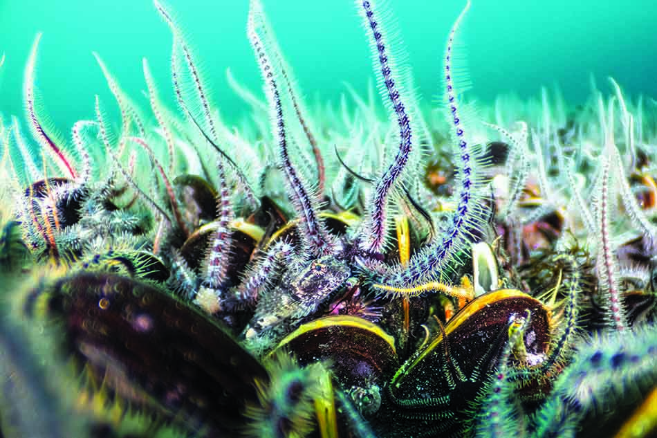 Un paysage sous-marin vibrant avec des moules et des algues, parfait pour la plongée.