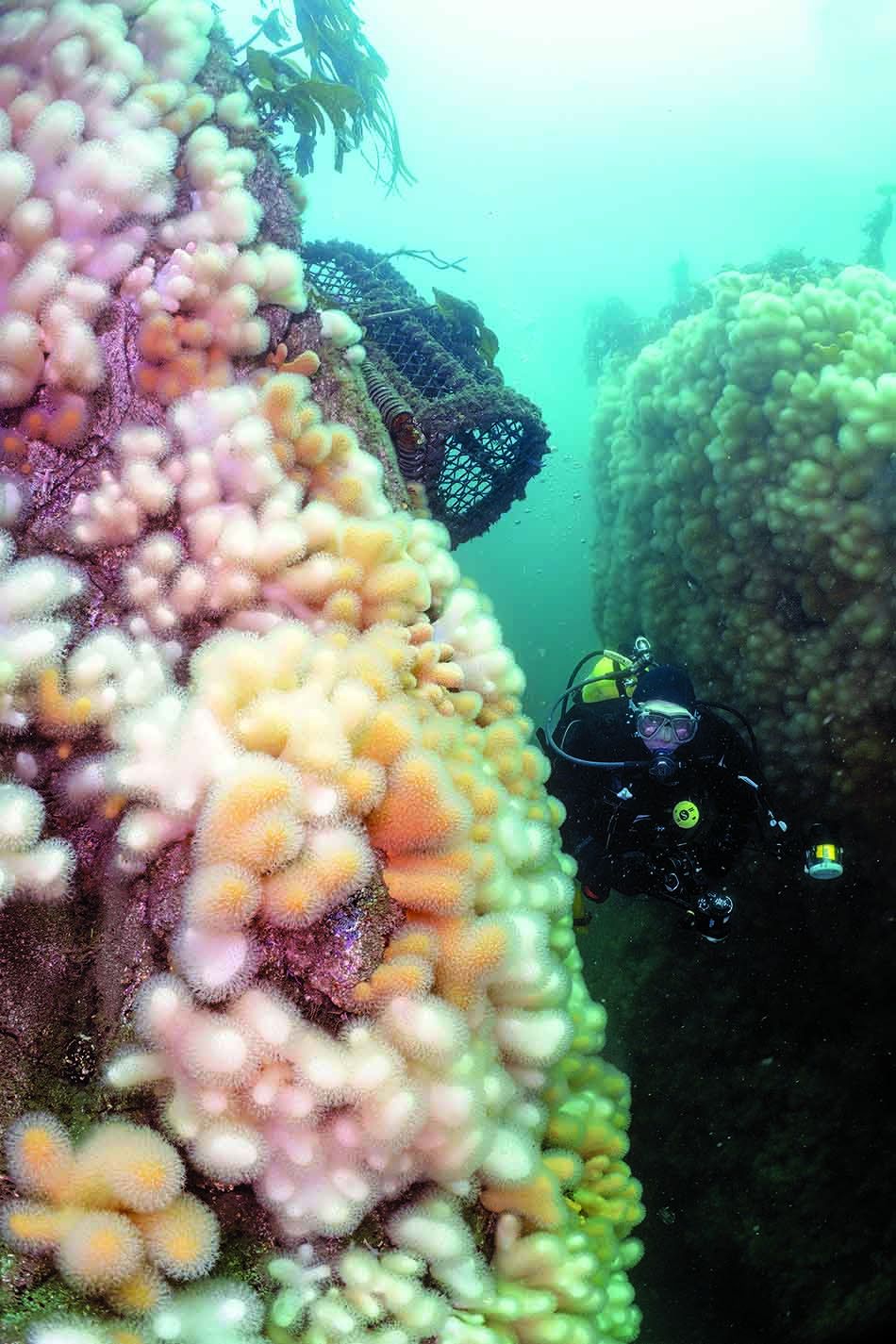 Un plongeur explore un récif corallien vibrant, riche en biodiversité sous-marine.