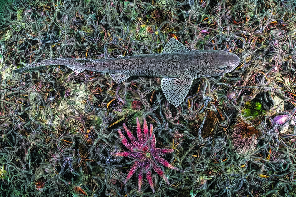 Un requin de récif nage parmi des étoiles de mer colorées sur un fond sous-marin riche.